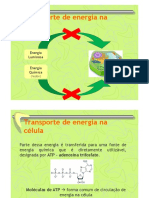 2_TransporteEnergiaCelula