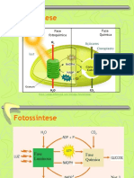 5_Fotossintese_FaseQuimica