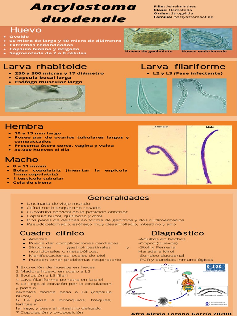 Ancylostoma Duodenale PDF