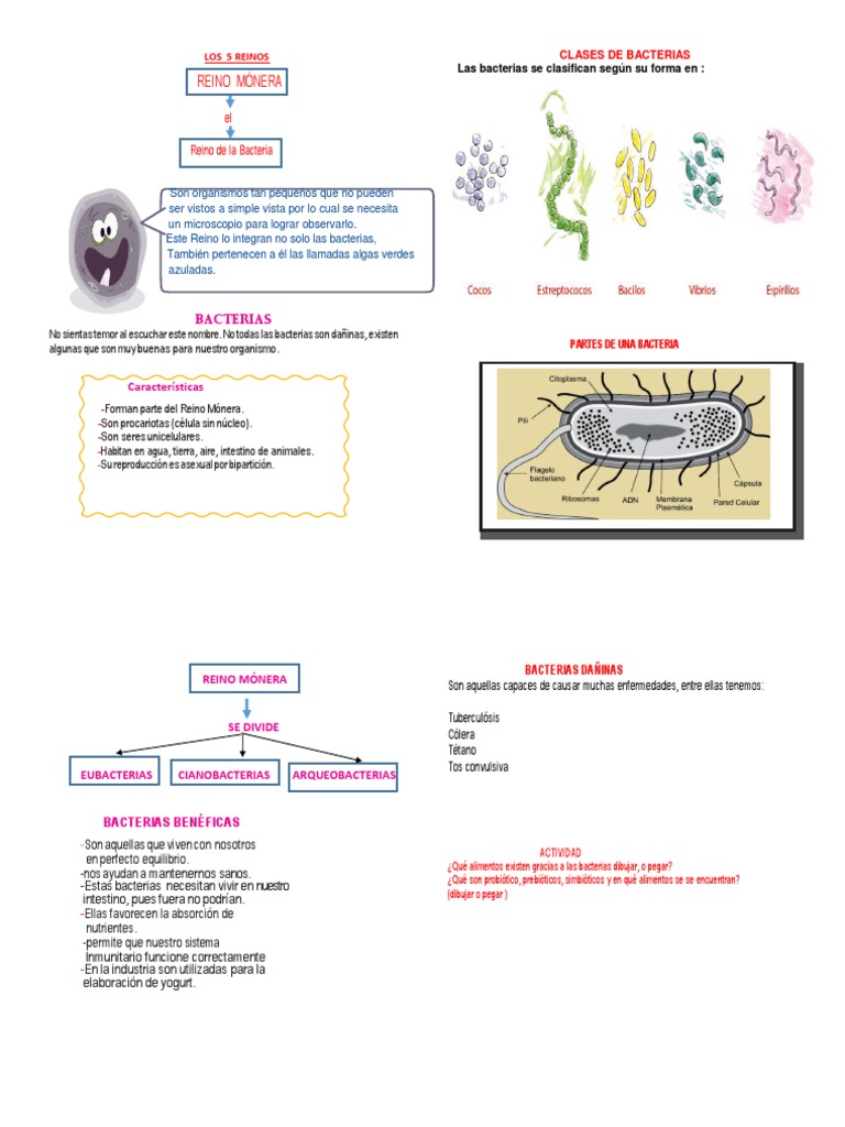 1 Reino Monera 31 Agst | PDF | Las bacterias | Microorganismo