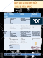 Actividad 2 Cuadro Comparativo de Neuronas