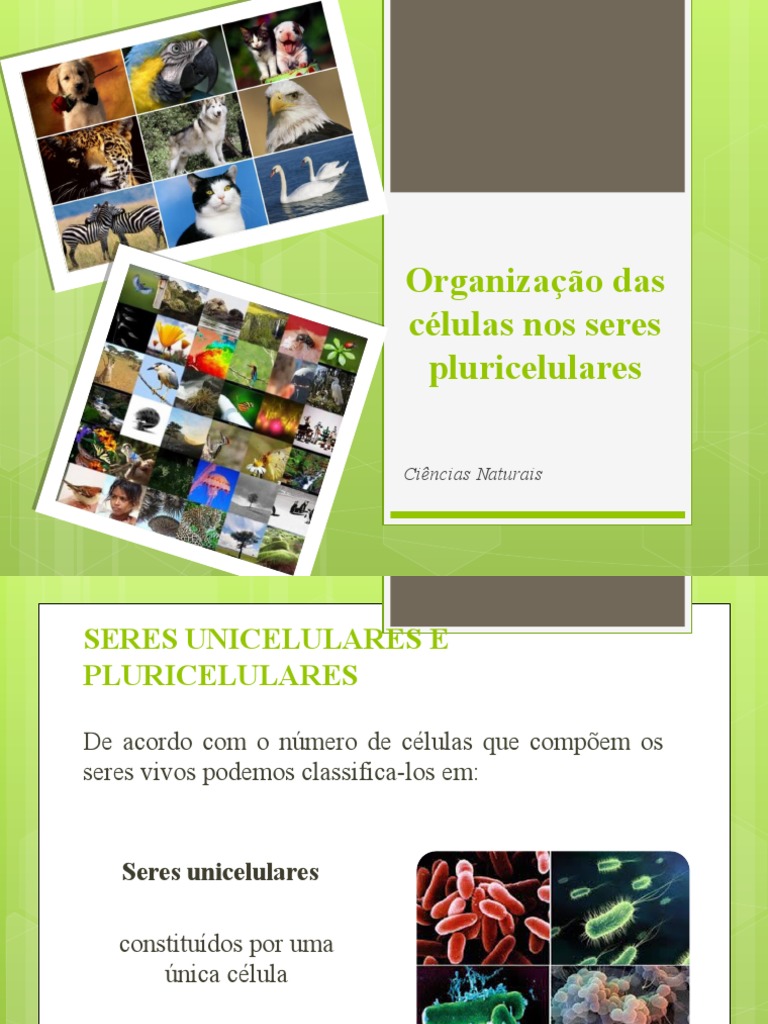 Organização das Células Pluricelulares | PDF