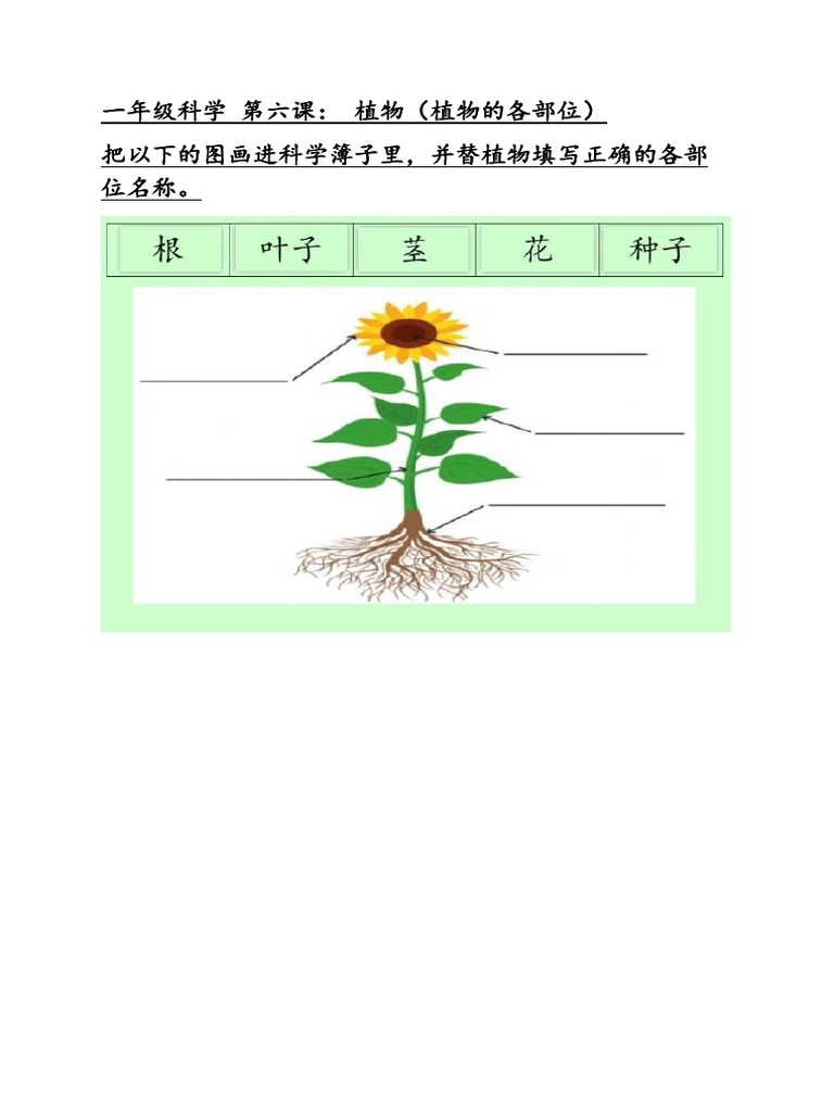 一年级科学第六课植物各部位 Pdf