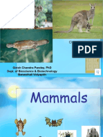 Classification of Mammals