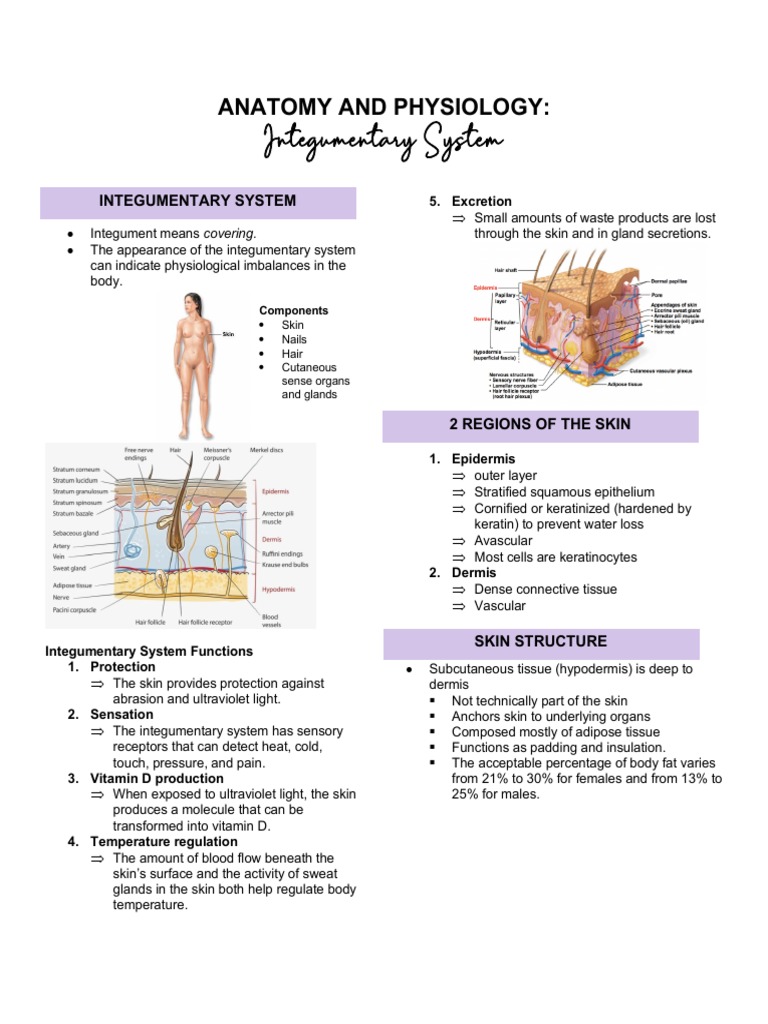 Anaphy - Integumentary System (Notes) | PDF | Integumentary System | Skin