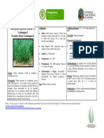 Andropogon Gayanus PDF