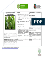 Tripsacum Dactyloides PDF