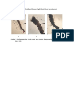Gambar Hasil Praktikum Mikrotek Topik Whole Mount Larva Nyamuk