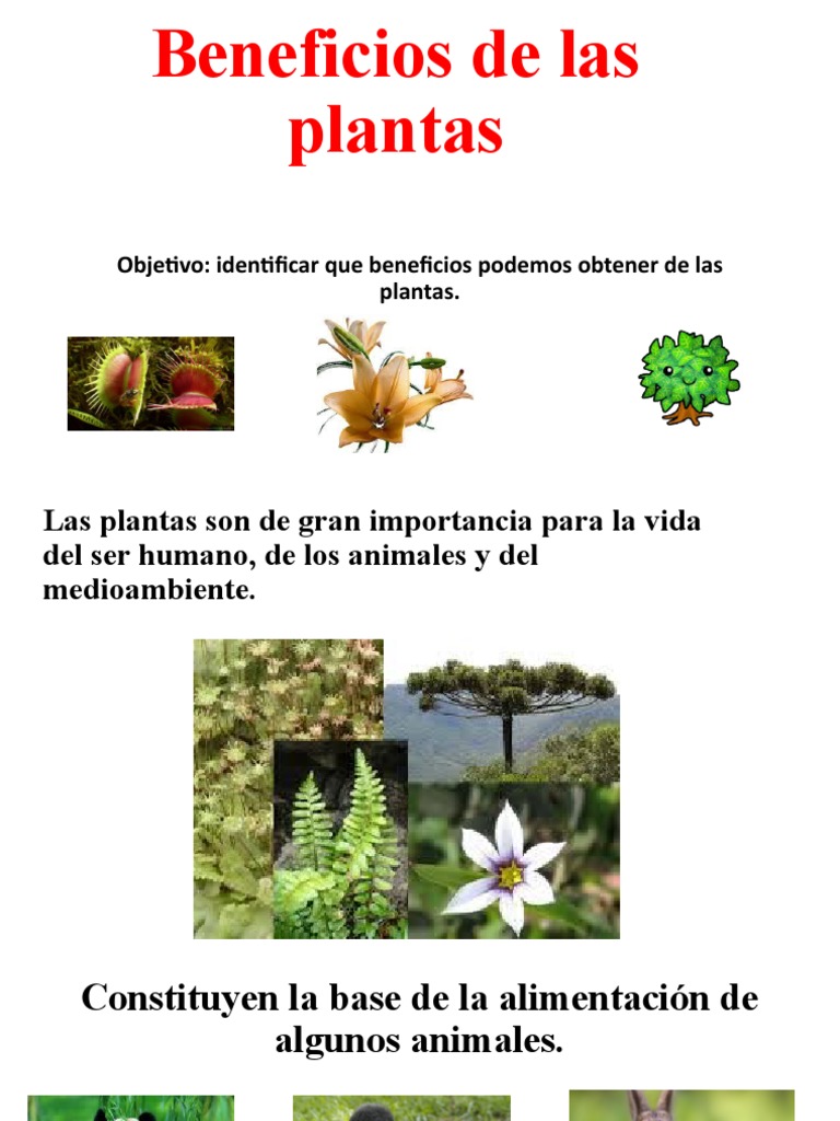 Beneficios de las Plantas para el Ser Humano | PDF | Plantas | Flores