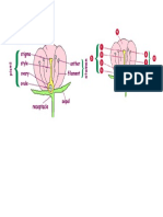 Flower Diagram