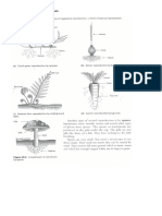 Asexual Reproduction in Plants Diagram