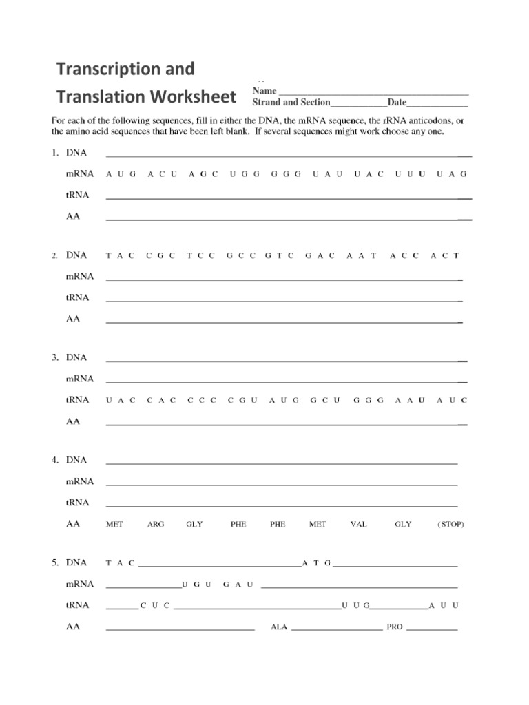 Transcription and Translation Worksheet | PDF