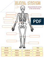 Drag and Drop The Names of The Human Bones