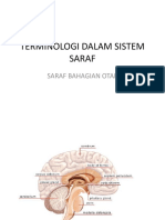 Terminologi Dalam Sistem Saraf