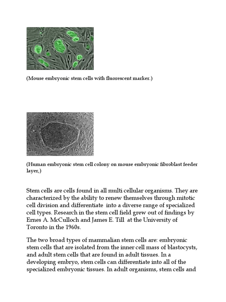 Mouse Embryonic Stem Cells With Fluorescent Marker. | PDF