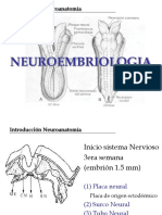 Clase 8 Neuroembriología PDF