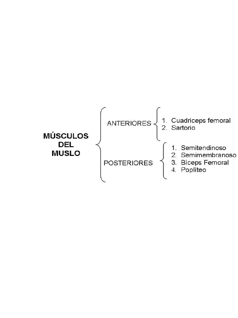 Inervación y Función de Músculos del Muslo | PDF | Anatomía del miembro ...
