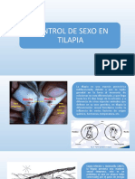 Control de Sexo Tilapia