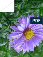Flower Image9