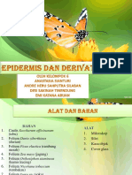 380270291-Ppt-Rspn-Epidermis-Dan-Derivatnya-Kelompok-6.pdf 2