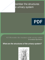 4-01rememberthestructuresoftheurinarysystem-130506100541-phpapp01