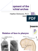 development-of-the-branchial-arches-1223933504893619-9