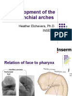 Development of The Branchial Arches: Heather Etchevers, Ph.D. Inserm