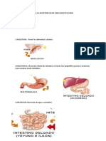 El Proceso de La Digestion en Un Tubo Digestivo Sano