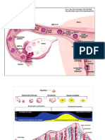 2°-3° Semana Desarrollo Fetal v1