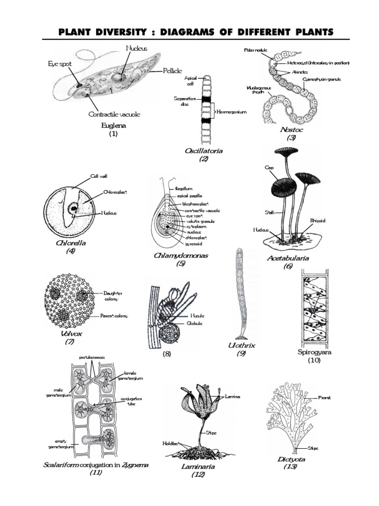 iOoAzKpa2P2DAOFbutAh PDF | PDF | Anatomy | Botany