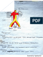 AnatomiPerkemihan (FajarD N) (1902086) 2C