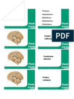 Flashcard Diencephalon