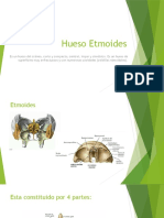 Etmoides Diapositiva