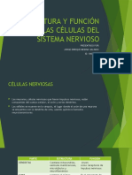 Actividad 2 - Cuadro Comparativo Sobre La Estructura y Función de Las Células Del Sistema Nervioso