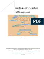 B-WICH Complex Positively Regulates rRNA Expression