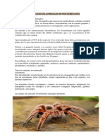 Significado de Animales Invertebrados