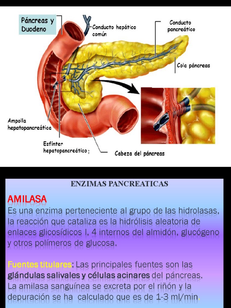 Enzimas Pancreas | PDF | Triglicéridos | Especialidades Medicas