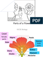 Parts of a Flower Diagram and Functions