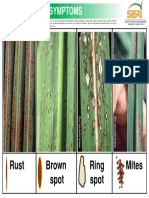 Ring Spot Rust Mites Brown Spot: Common Leaf Symptoms