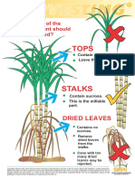 Harvesting Harvesting: What Part of The Sugarcane Plant Should Be Milled?