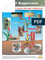 Pests PDF