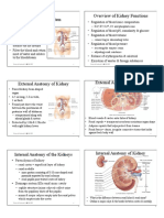 The Urinary System Overview of Kidney Functions