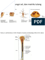 Struktur, Fungsi Sel, Dan Matriks Tulang