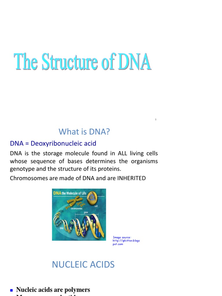 Dna Structure PDF | PDF | Dna Replication | Rna