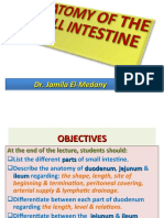 Small Intestine Anatomy Guide