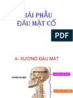 Giai Phau Dau Mat Co