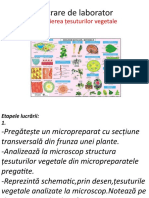 Țesuturi Vegetale 10 Real Lucrare de Laborator