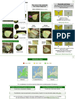 EBG Gonepteryx Guide