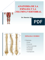 Anatomia de La Espalda y Columna Vertebral, Dorso, Irrigacion, Musculos de La Es