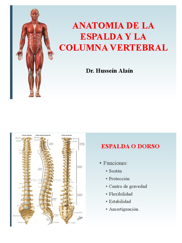 Anatomía de la Espalda y Columna Vertebral | PDF